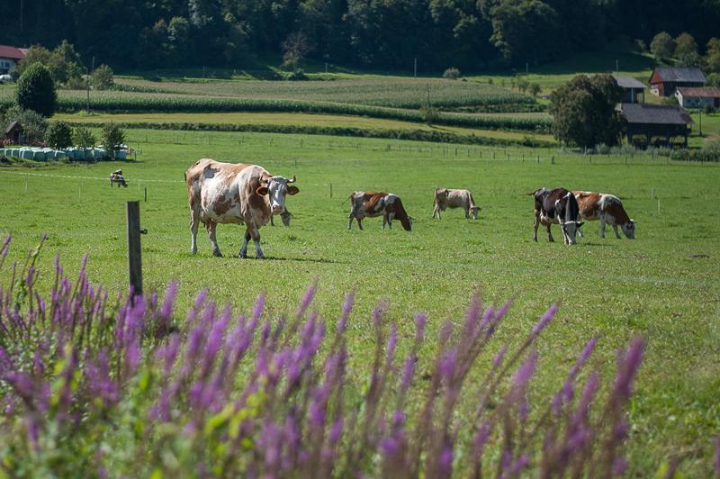 Farm Stay Kramer Bistrica ob Sotli Esterno foto